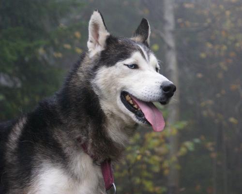 Husky - The husky is the coolest dog for me. It looks so natural and majestic.