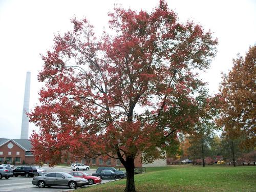 Fall Photos - Indiana fall photos 2009