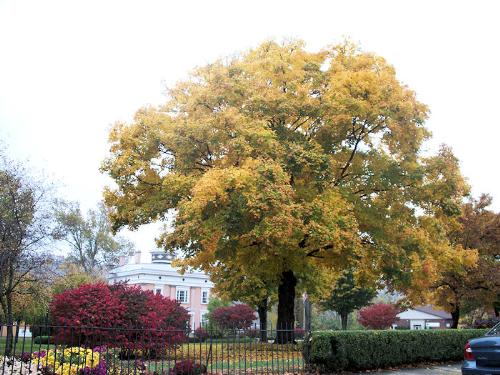 Fall Photos - Indiana fall photos 2009