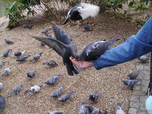 Balance and eating ? that's a lot - Well that pigeon wasn't the bravest, but he stood like a soldier on the far end of the hand and ate.