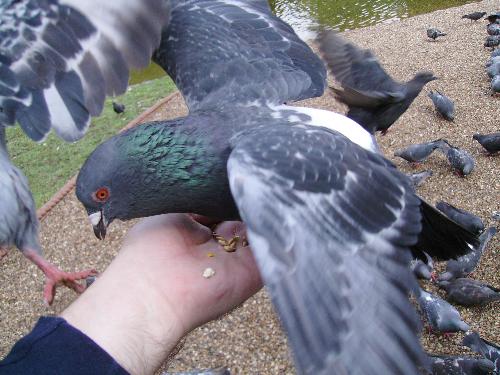 It's mine, all mine - The second pigeon barely managed to touch the hand, when this selfish one scared him away and ate most of the grains in my hand.