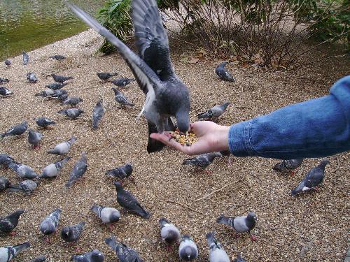 Eating in balance - Well i actually started moving that hand... i wanted to see how well the pigeon can focus to both it and hold balance... he did a great job.