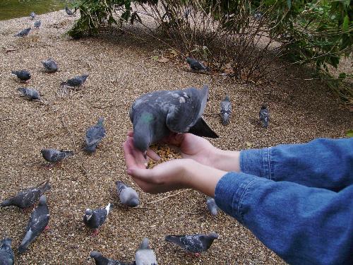 Eating a 2 hand buffet - Eating a 2 hand buffet, i mean how hungry can one pigeon be... i think this is more selfish than some people i know.