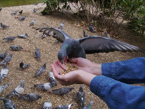Just look at those wings - Ain't them a beauty to look at ?