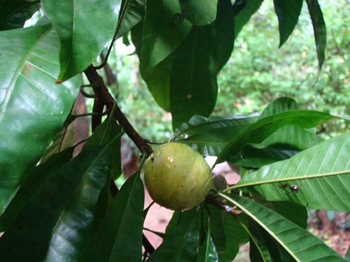 Canistel - Canistal is a seasonal fruit which is also known as egg fruit as it tastes like the boiled yellow of an egg but sweet. It is claimed to be good for cholesterol control