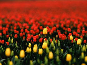 stability and happiness.......tolerate each other? - can stability and happiness.......tolerate each other?