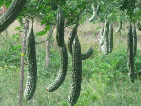 Bitter Gourd - An excellent hybrid variety of Bitter Gourd.