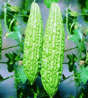 Bitter Gourd - It is a green colur bitter gourd.An excellent hybrid variety of Bitter Gourd