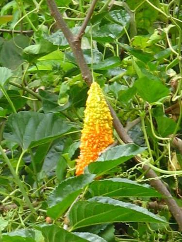 Bitter Gourd - An excellent hybrid variety of Bitter Gourd