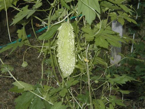 Bitter Gourd - An excellent hybrid variety of Bitter Gourd