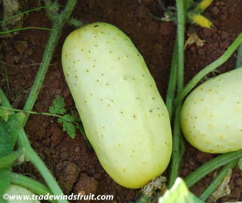 Cucumber - Cucumbers are a relativel ygood source of vitamin C.