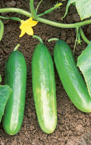 Cucumber - It is a good fruit of health.