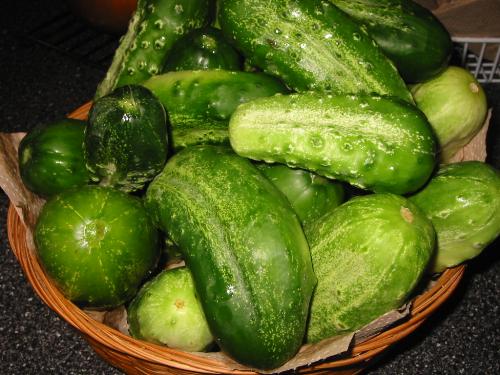 Cucumber - It is a good fruit of health.