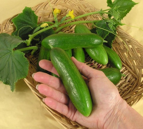 Cucumber - It is a green colur cucumber.It is a good fruit of health.