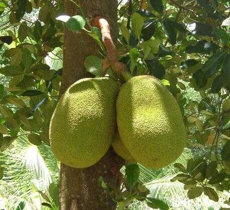 Jackfruit - It is a good fruit of health.