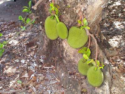 Jackfruit - It is a good fruit for health.