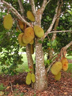 Jackfruit - It is a good fruit for health.