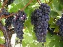 grapes - i like grapes very much. highly juicy and delicious.