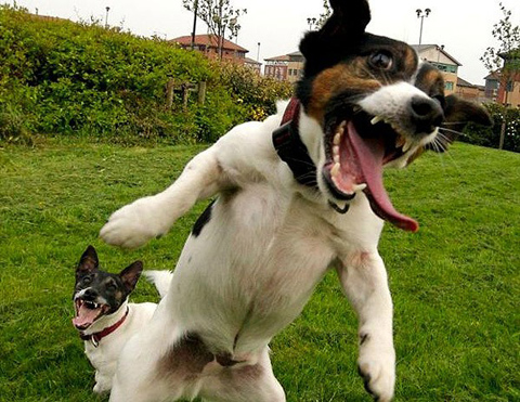 Mad Dog - Mad dog in the open field. Watch out! They bites!