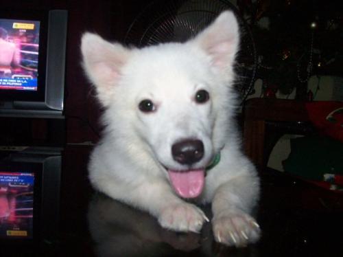 codie the japanese spitz dog - 1 year and 6 months male japanese spitz 'hi'...
