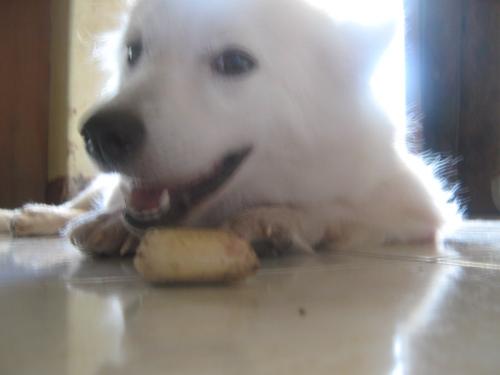 don't dare to get my bone - dont ever dare to get my own bone