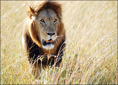lion - animal