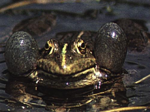 frog - animal