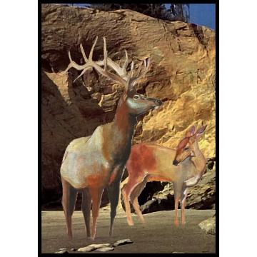 animals - nice