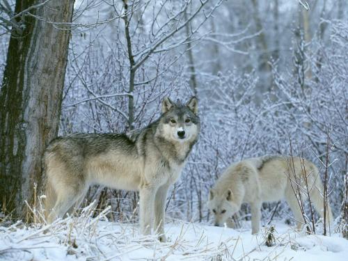 wolf's - animals