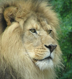 lion - animal