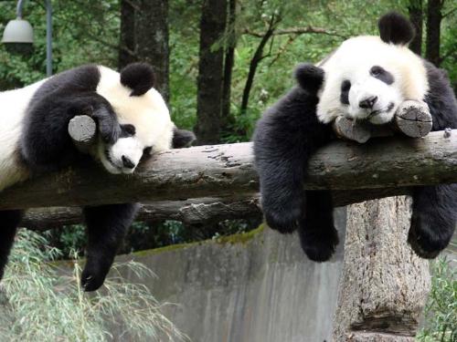 koala - animals