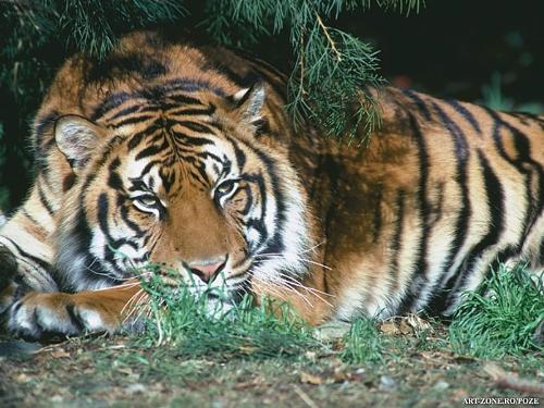 tigre - nice one