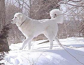 dog - white one