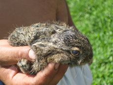 bunny - little one