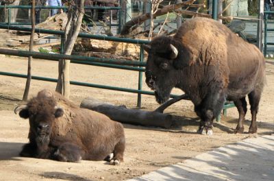 normal bizon - animals