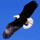 Eagle - Eagle fly in sky