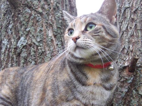 cats - My cat!