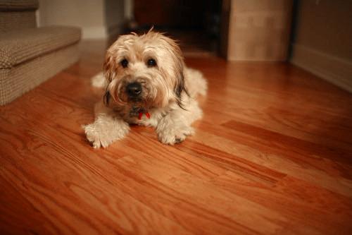 dogs - Sweeney.