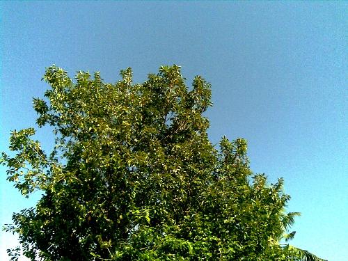 Blue skies - I highly appreciate god's creation of the sky. Here is an example of a bright blue sky. Taken in the Philippines, Sept 27, 2009. Morning at around 9:00 am. a day after typhoon ondoy hit the country. Exact location is at Pasig City, Philippines. Thank you god for this morning.