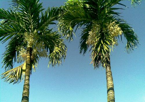 Coconut Trees in blue skies - How nice to see tall trees almost touching the skies through the lens.
