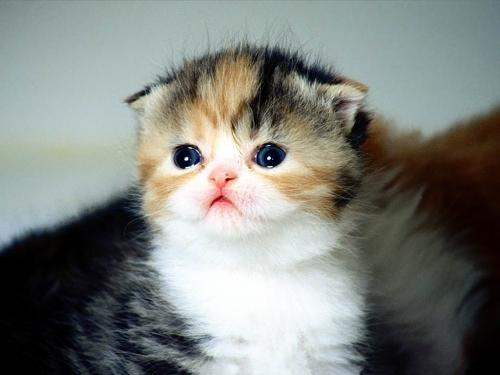Kitten - Very cute kitten!