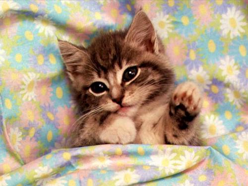 Kitten - Cute Kitten!