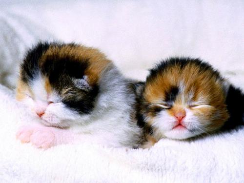 Kittens - New born!