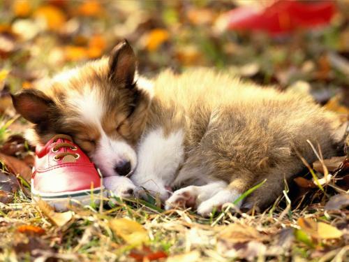 Puppy - Cute puppy!