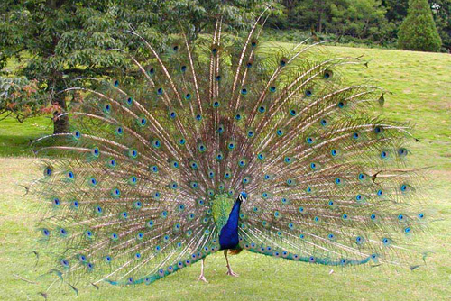 Peacock - Indian Peacock!