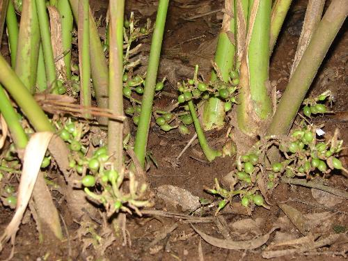 Cardamom - Cardomom plant!
