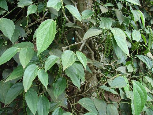 Pepper - Pepper plant