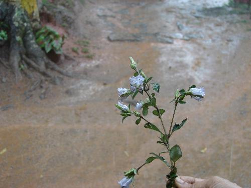 Kurinji flower - This is known as Kurinji flower. It is a rare flower that flowers once in 12 years only!