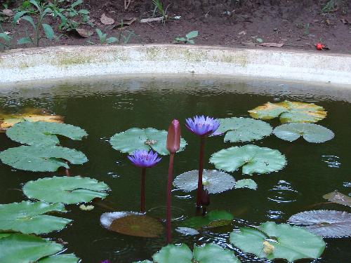Lilly - Violet Lilly !