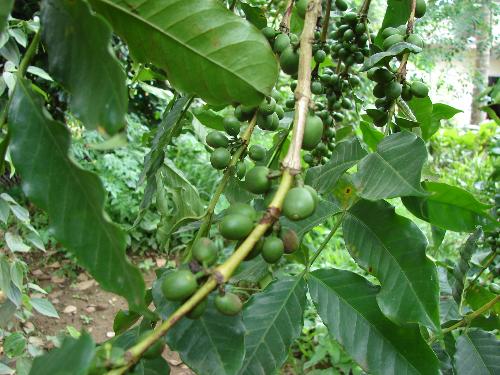 Coffee plant picture - Coffee plant
